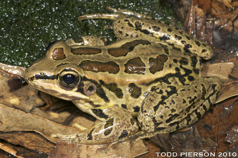 Image of Lithobates palustris (Le Conte 1825)