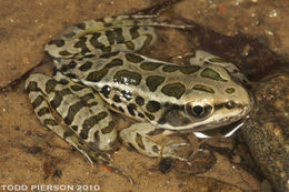 Image of pickerel frog