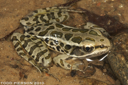 Image of Lithobates palustris (Le Conte 1825)