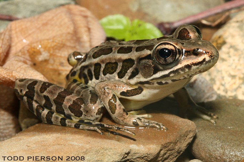 Image of pickerel frog