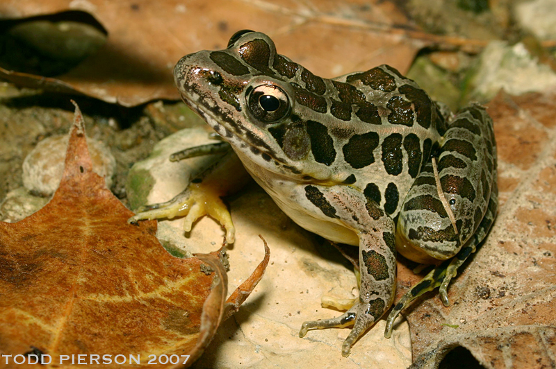 Image of pickerel frog