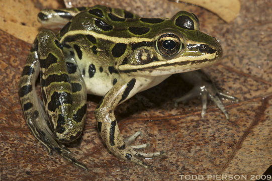 Image of Northern Leopard Frog