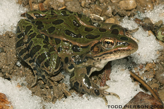 Image of Northern Leopard Frog