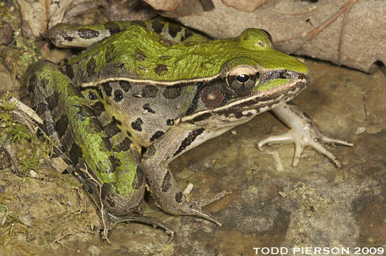 Image of southern leopard frog