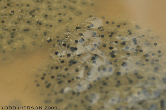 Lithobates sylvaticus (Le Conte 1825) resmi