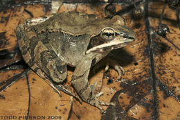 Image of Wood Frog