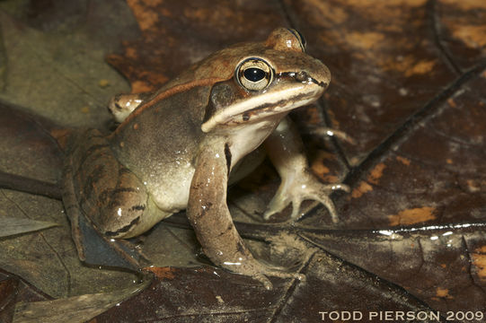 Lithobates sylvaticus (Le Conte 1825) resmi