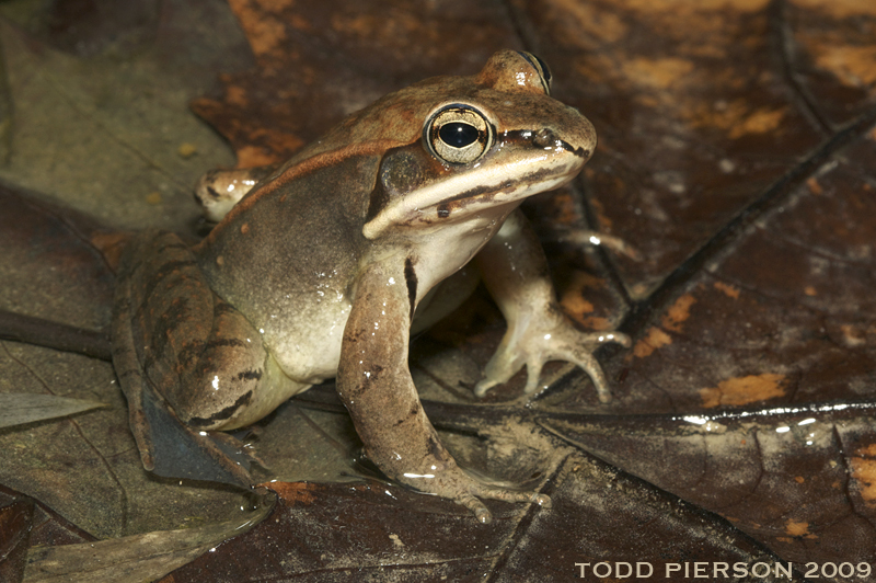 Image of Wood Frog