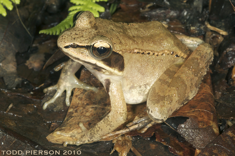 Image of Wood Frog