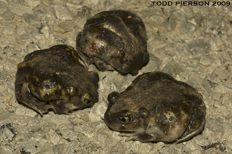 Image of Eastern Spadefoot