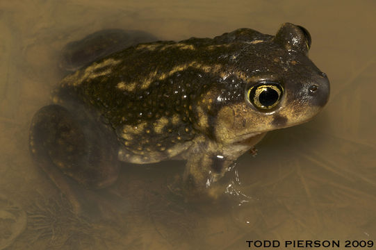 صورة Scaphiopus holbrookii (Harlan 1835)