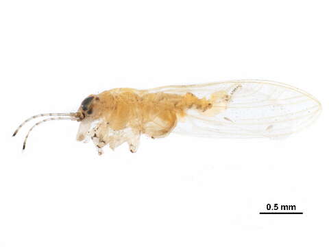 Image of Spondyliaspidinae