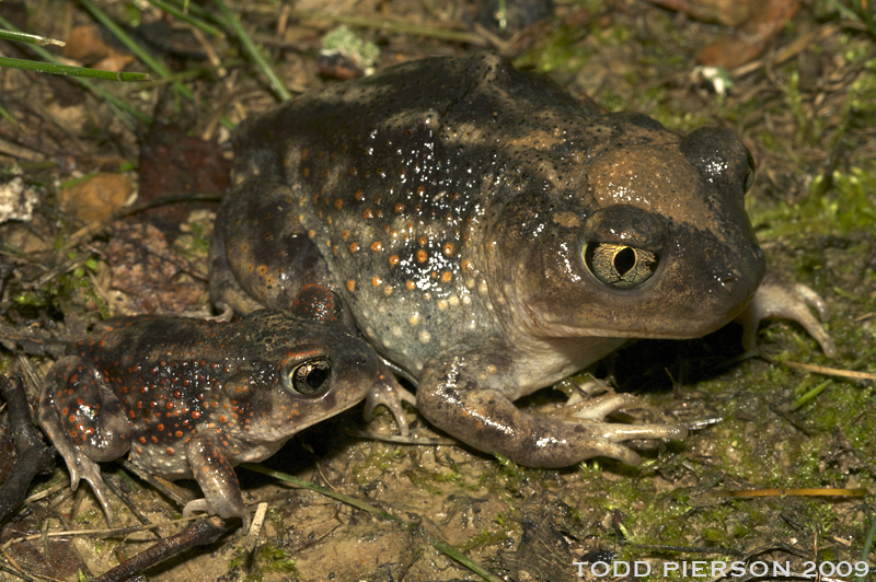 صورة Scaphiopus holbrookii (Harlan 1835)