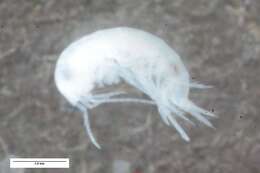 Image of Niphargidae