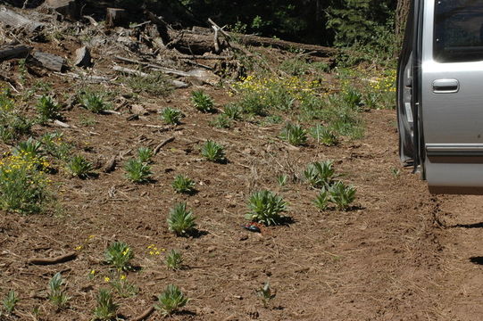 Image of gypsyflower