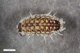 Image of Porcellio Latreille 1804