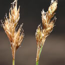 Image of Davy's Sedge