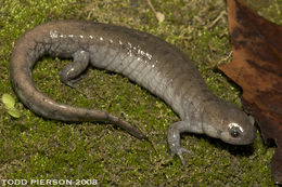 Image of Streamside Salamander