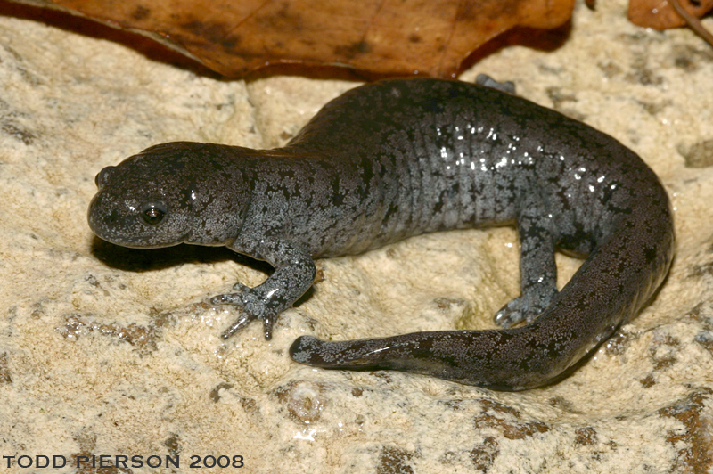 Image of Streamside Salamander