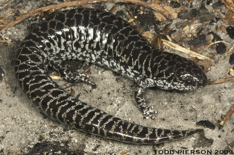 Image of Flatwoods salamander