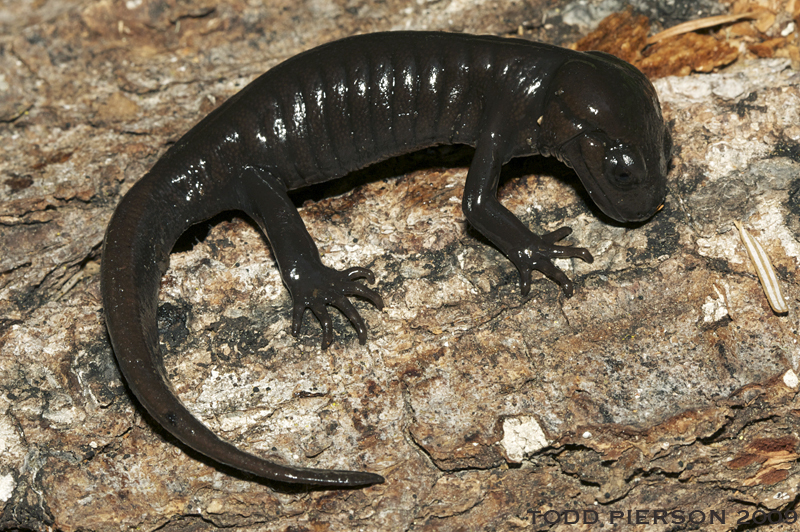 Image of Northwestern Salamander