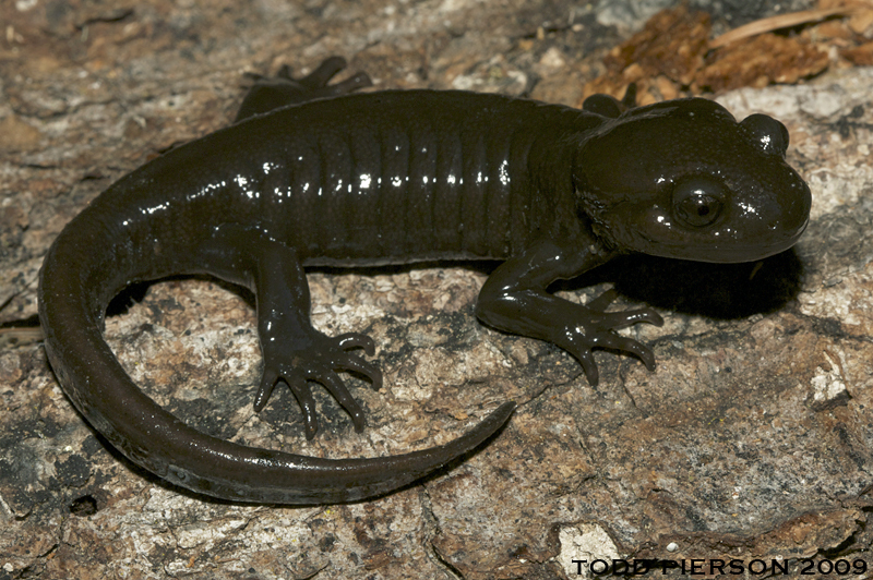 Image of Northwestern Salamander