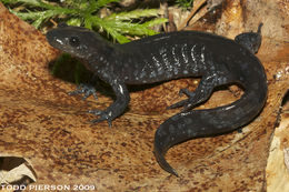 Plancia ëd Ambystoma jeffersonianum (Green 1827)