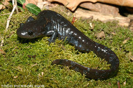 Image of Jefferson Salamander