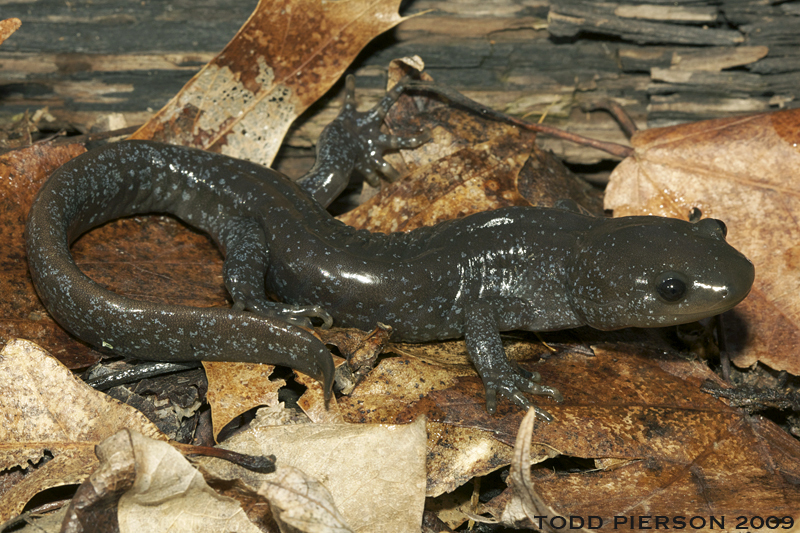 Plancia ëd Ambystoma jeffersonianum (Green 1827)