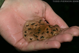 Image of Jefferson Salamander