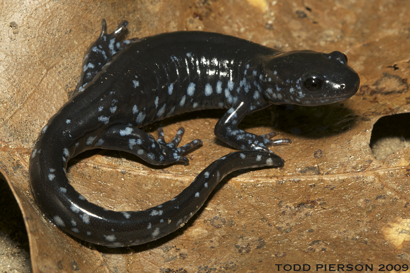 Слика од Ambystoma laterale Hallowell 1856