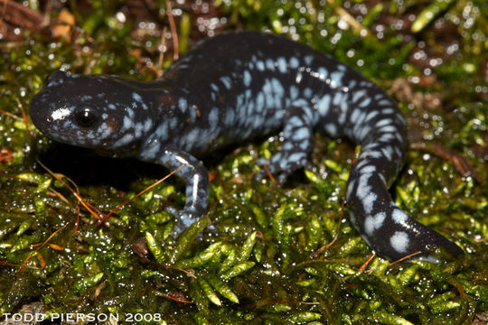 صورة Ambystoma laterale Hallowell 1856