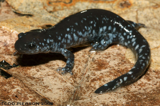 Imagem de Ambystoma laterale Hallowell 1856