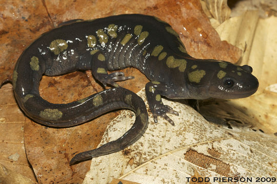 Image of Spotted Salamander