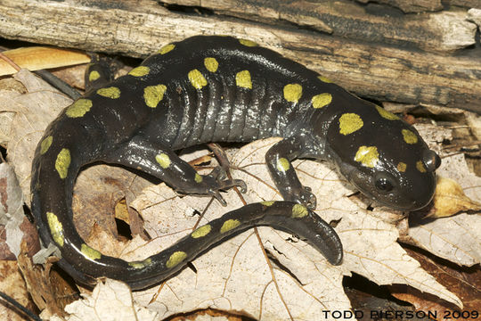 Image of Spotted Salamander