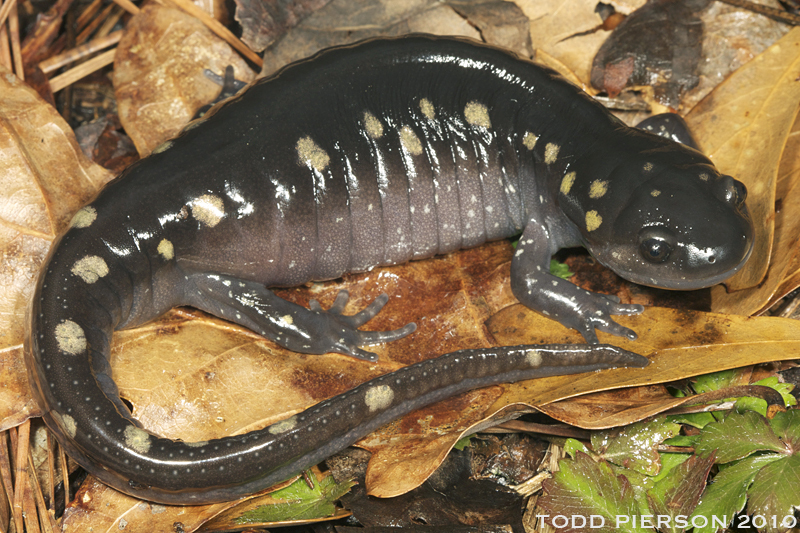 Image of Spotted Salamander