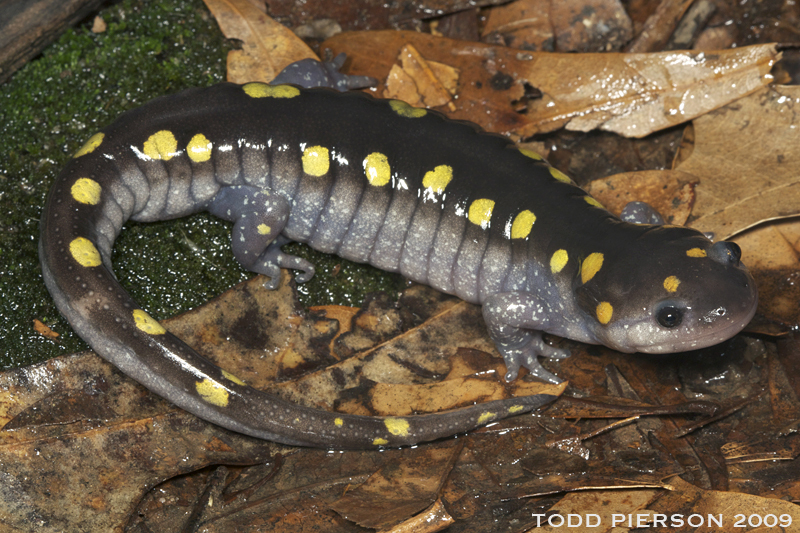 Слика од Ambystoma maculatum (Shaw 1802)