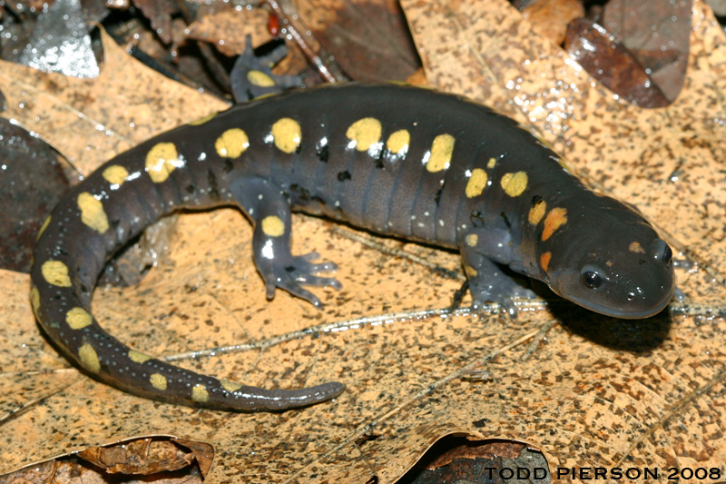 Слика од Ambystoma maculatum (Shaw 1802)