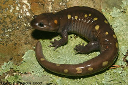 Image of Spotted Salamander