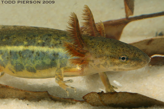 Image of Mole Salamander