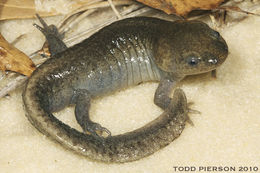 Image of Mole Salamander