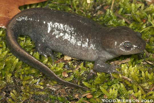 Image of Mole Salamander