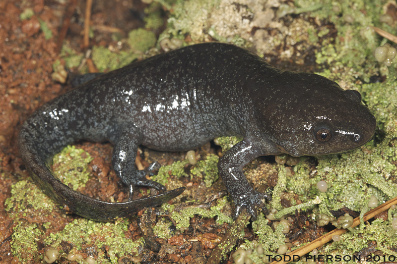 Image of Mole Salamander