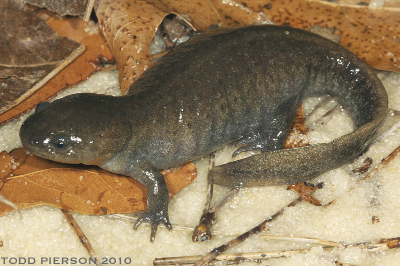 Image of Mole Salamander