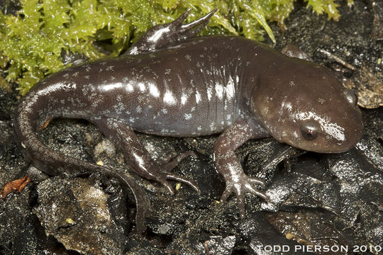 Image of Mole Salamander