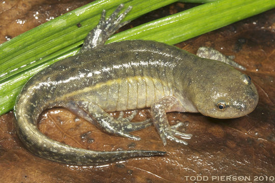 Image of Mole Salamander