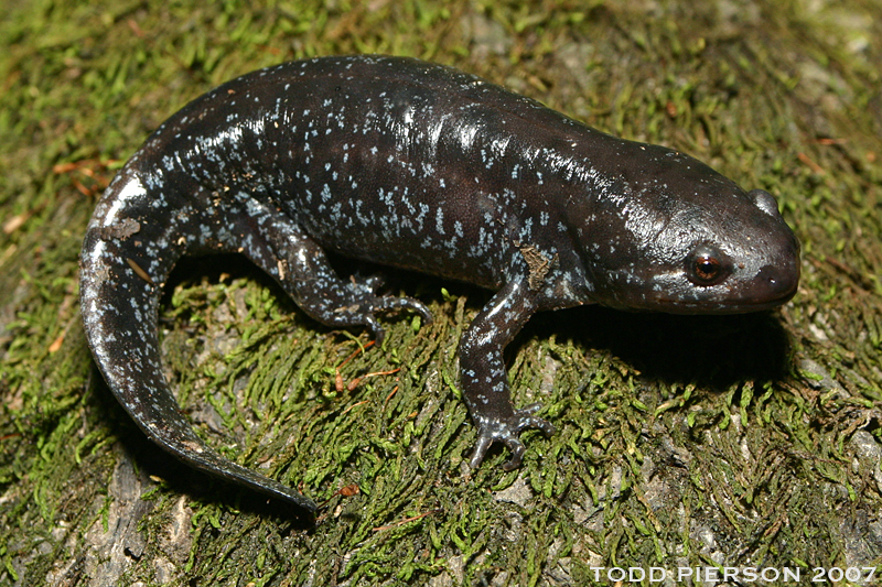 Image of Mole Salamander