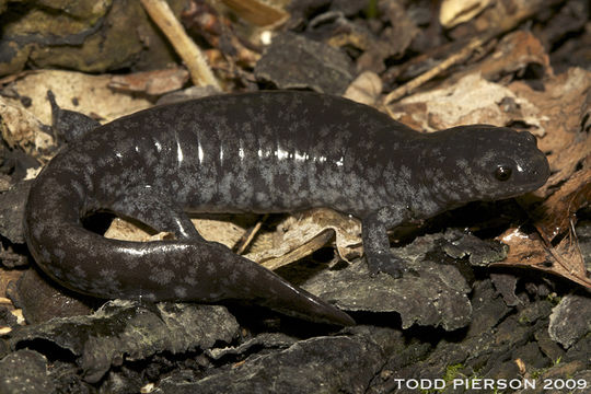 Image of Smallmouth Salamander