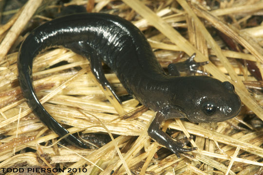 Image of Smallmouth Salamander