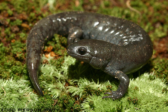 Image of Smallmouth Salamander